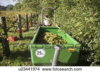 Banco de Imagem - uva,  colheita, 
 /grape,  colheita. 
fotosearch - busca 
de fotos, imagens 
e clipart
