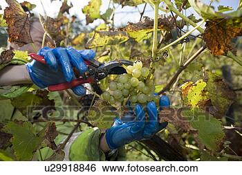 Banco de Imagem - uva,  pickinggrape, 
 colheita. fotosearch 
- busca de fotos, 
imagens e clipart