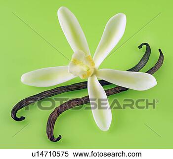 Banco de Imagem - baunilha,  flor, 
 vagens,  verde, 
 non,  exclusivo. 
fotosearch - busca 
de fotos, imagens 
e clipart