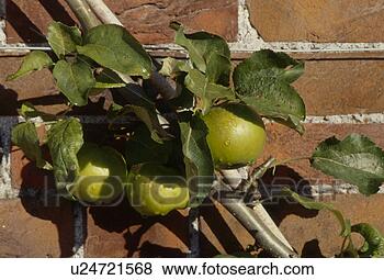 Banco de Imagem - cordon,  maçã, 
 árvore,  fruta. 
fotosearch - busca 
de fotos, imagens 
e clipart