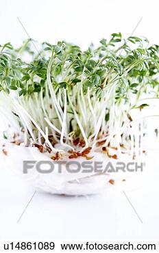 Arquivo Fotográficos - cress,  algodão, 
 lã. fotosearch 
- busca de fotos, 
imagens e clipart