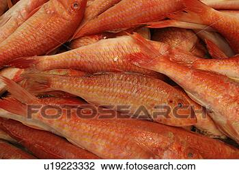 Banco de Imagem - fresco,  peixe, 
 peixe,  mercado. 
fotosearch - busca 
de fotos, imagens 
e clipart