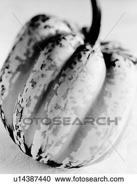 Arquivo de Fotografias - inverno,  squash, 
 b/w. fotosearch 
- busca de fotos, 
imagens e clipart