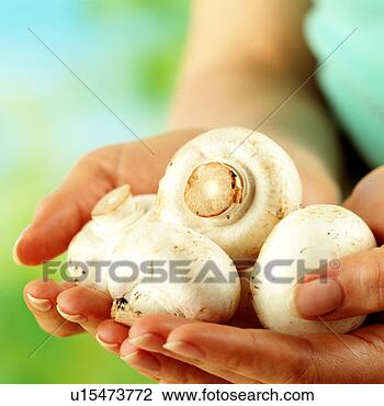 Banco de Imagem - mãos,  segurando, 
 botão,  cogumelos. 
fotosearch - busca 
de fotos, imagens 
e clipart