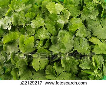Foto - molhados,  coentro, 
 cilantro,  non, 
 exclusivo. fotosearch 
- busca de fotos, 
imagens e clipart