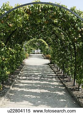 Banco de Imagem - pêra,  arco,  
oeste,  decano, 
 jardins. fotosearch 
- busca de fotos, 
imagens e clipart