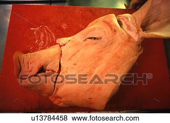 Banco de Imagem - pig's,  cabeça. 
fotosearch - busca 
de fotos, imagens 
e clipart