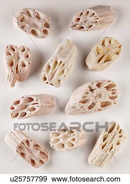 Arquivo Fotográficos - secado,  loto, 
 raiz. fotosearch 
- busca de fotos, 
imagens e clipart