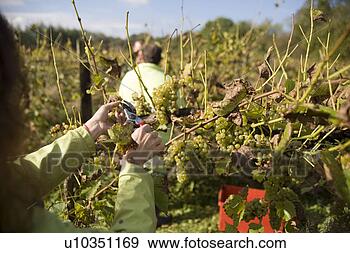 Arquivo Fotográficos - uva,  colheita, 
 /grapeharvest. 
fotosearch - busca 
de fotos, imagens 
e clipart