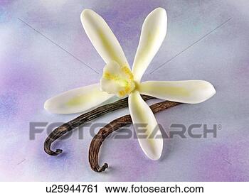 Arquivo de Fotografia - baunilha,  flor, 
 vagens,  roxo, 
 non,  exclusivo. 
fotosearch - busca 
de fotos, imagens 
e clipart