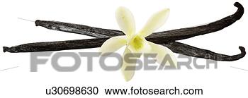 Arquivo de Fotografias - baunilha,  flor, 
 vagens,  branca, 
 non,  exclusivo. 
fotosearch - busca 
de fotos, imagens 
e clipart