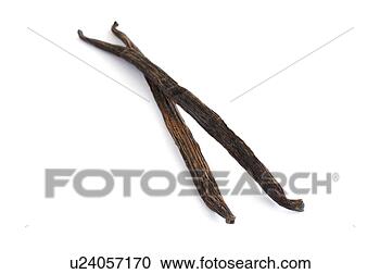 Arquivo de Fotografias - baunilha,  vagens. 
fotosearch - busca 
de fotos, imagens 
e clipart