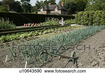 Arquivo de Fotografias - cozinha,  jardim, 
 oeste,  decano, 
 jardins. fotosearch 
- busca de fotos, 
imagens e clipart