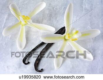 Arquivo de Fotografias - dois,  baunilha, 
 flores,  vagens, 
 non,  exclusivo. 
fotosearch - busca 
de fotos, imagens 
e clipart