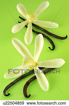 Arquivo Fotográficos - dois,  baunilha, 
 flores,  vagens, 
 verde,  non, 
 exclusivo. fotosearch 
- busca de fotos, 
imagens e clipart