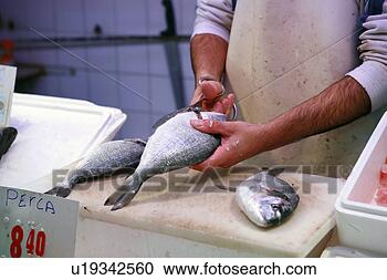 Arquivo de Fotografias - espanhol,  fishmonger, 
 limpeza,  poleiro. 
fotosearch - busca 
de fotos, imagens 
e clipart