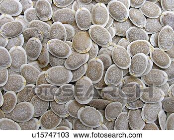 Banco de Imagem - esponja,  gourd, 
 sementes. fotosearch 
- busca de fotos, 
imagens e clipart