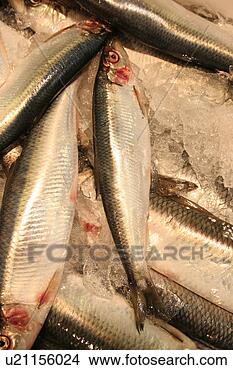 Banco de Imagem - fresco,  peixe, 
 peixe,  mercado. 
fotosearch - busca 
de fotos, imagens 
e clipart