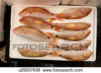Arquivo Fotográficos - fresco,  peixe, 
 peixe,  mercado. 
fotosearch - busca 
de fotos, imagens 
e clipart