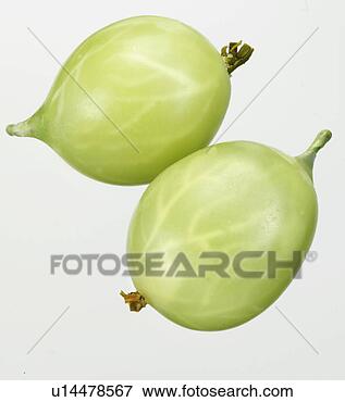 Picture - gooseberries - 
non exclusive. 
fotosearch - search 
stock photos, 
pictures, images, 
and photo clipart