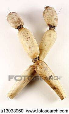 Arquivo de Fotografias - loto,  raiz. fotosearch 
- busca de fotos, 
imagens e clipart