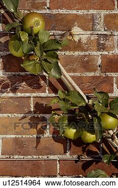 Banco de Imagem - maçã,  árvore, 
 fruta,  crescendo. 
fotosearch - busca 
de fotos, imagens 
e clipart