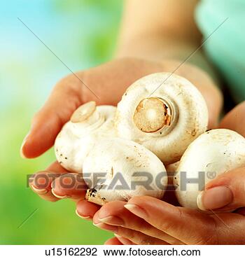 Banco de Imagem - mãos,  segurando, 
 botão,  cogumelos. 
fotosearch - busca 
de fotos, imagens 
e clipart
