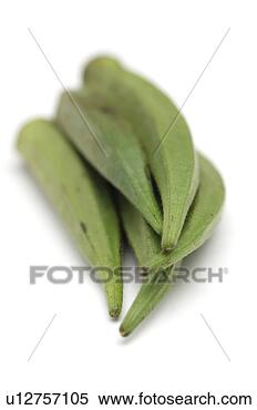 Banco de Imagem - okra,  senhoras, 
 dedos,  ou,  
bindi. fotosearch 
- busca de fotos, 
imagens e clipart