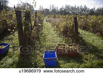Arquivo Fotográficos - uva,  pickinggrape, 
 colheita. fotosearch 
- busca de fotos, 
imagens e clipart
