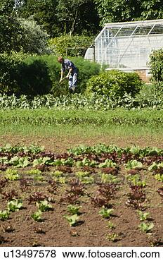 Banco de Imagem - vegetal,  jardim, 
 tendido,  jardineiro. 
fotosearch - busca 
de fotos, imagens 
e clipart