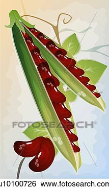 Arquivos de Ilustração - close-up,  feijões. 
fotosearch - busca 
de ilustrações 
clipeart e desenhos