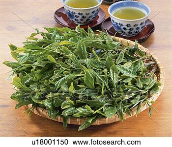 Stock Photography - green tea leaf, 
first tea of the 
season. fotosearch 
- search stock 
photos, pictures, 
images, and photo 
clipart