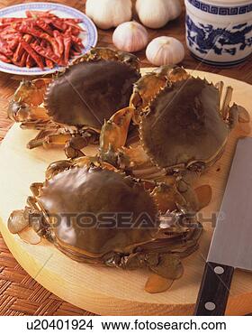 Stock Photo - swimming crab. 
fotosearch - search 
stock photos, 
pictures, images, 
and photo clipart
