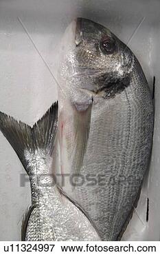 Picture - fresh fish on 
ice offered at 
the fish market, 
full frame. fotosearch 
- search stock 
photos, pictures, 
images, and photo 
clipart