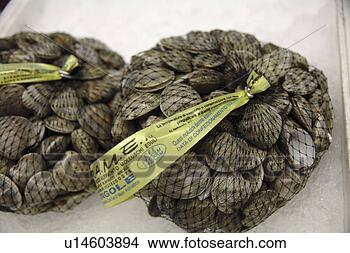 Stock Photo - fresh shells in 
a net on ice offered 
at the fish market. 
fotosearch - search 
stock photos, 
pictures, images, 
and photo clipart