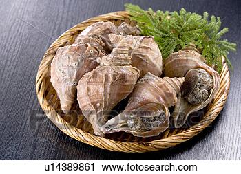 Stock Photography - conch shells. 
fotosearch - search 
stock photos, 
pictures, images, 
and photo clipart
