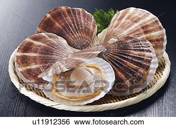 Stock Photo - scallop. fotosearch 
- search stock 
photos, pictures, 
images, and photo 
clipart
