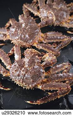 Stock Photography - king crabs. fotosearch 
- search stock 
photos, pictures, 
images, and photo 
clipart