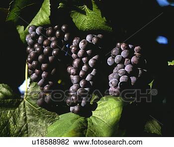 图吧 - 葡萄树, 风景, 夏天, 季节, 发生地点, clos