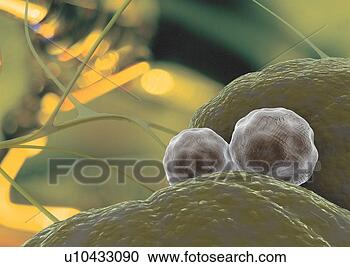 Stock Photography - microbiology, 
 biotechnology, 
 scientific,  
indoor,  magnified. 
fotosearch - search 
stock photos, 
pictures, images, 
and photo clipart