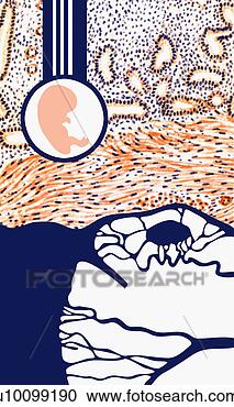 Stock Illustration - close-up of a 
diagram of the 
human fetus. fotosearch 
- search clipart, 
illustration, 
drawings and vector 
eps graphics images