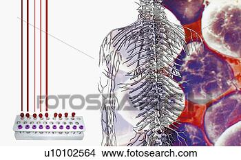 Stock Illustration - close-up of a 
diagram of a human 
skeleton with 
a test tube rack. 
fotosearch - search 
clipart, illustration, 
drawings and vector 
eps graphics images