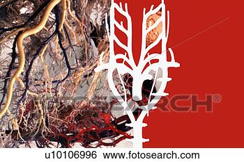 Stock Illustration - close-up of the 
human nervous 
system. fotosearch 
- search clipart, 
illustration, 
drawings and vector 
eps graphics images