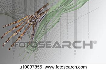 Stock Illustration - close-up of the 
skeleton of a 
human hand. fotosearch 
- search clipart, 
illustration, 
drawings and vector 
eps graphics images
