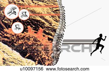 Stock Illustration - diagrams of human 
organs superimposed 
on a human spine. 
fotosearch - search 
clipart, illustration, 
drawings and vector 
eps graphics images