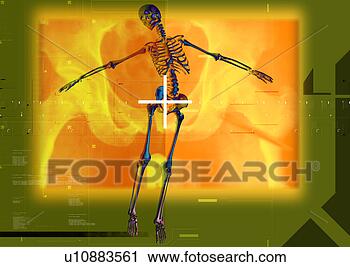 Clipart - osso,  alta tecnologia, 
 raio x,  medicina, 
 hospitalar,  
esqueleto. fotosearch 
- busca de ilustrações 
clipeart e desenhos