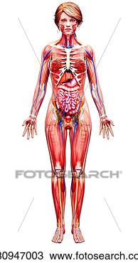 手绘图 - 女性, <em>解剖</em>学, 艺术品 u80947003 - 抽象