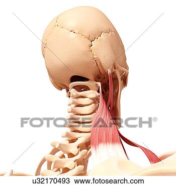 手绘图 - 人类颈项, 肌肉组织, 艺术品 u32170493 - 抽象图像及影像 - u32170493.JPG