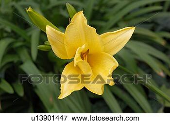 Stock Illustration - close up of yellow 
flower. fotosearch 
- search clipart, 
illustration, 
drawings and vector 
eps graphics images