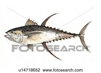 Clip Art - yellowfin tuna, 
ink brush painting. 
fotosearch - search 
clipart, illustration, 
drawings and vector 
eps graphics images
